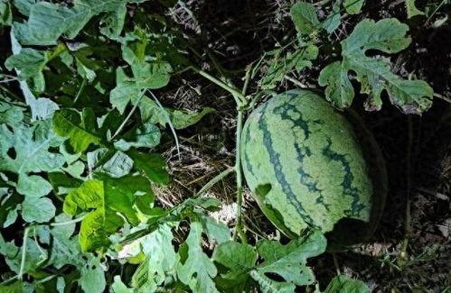 吃我的瓜,那些年我们一起吃过的瓜