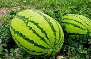 金家坝吃瓜,揭秘当地特色美食背后的故事