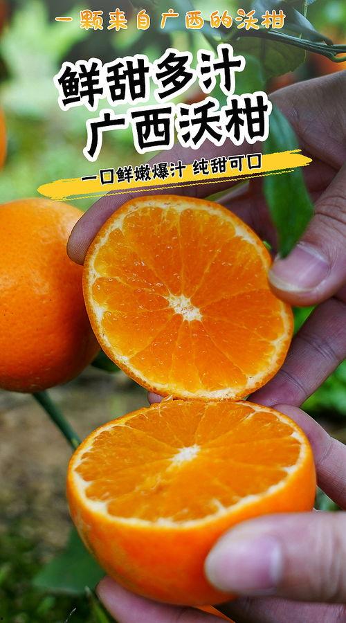 广西沃柑今日头条,今日头条聚焦甜蜜果品新动态