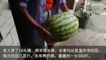 瓜友吃瓜最新视频,揭秘娱乐圈幕后真相
