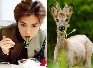 三只羊鹿哥爆料视频,三只羊背后的神秘故事