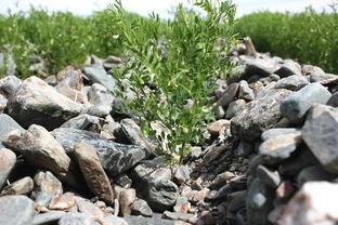 冬天可以吃籽瓜吗,冬天适宜食用籽瓜的季节概述