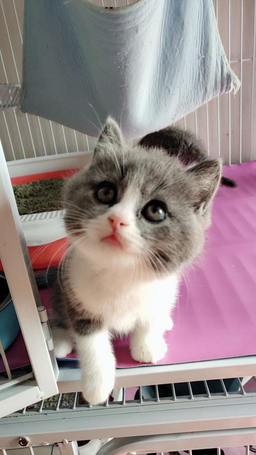 网红惊讶脸蓝白斑斑