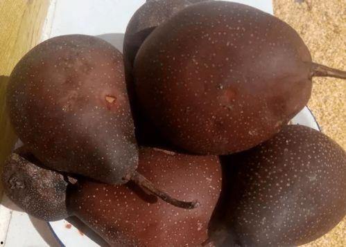 临夏网红水果批发,品味西域鲜果，畅享丰收盛宴