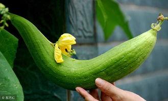 胖胖服装吃瓜,吃瓜群众眼中的时尚新宠