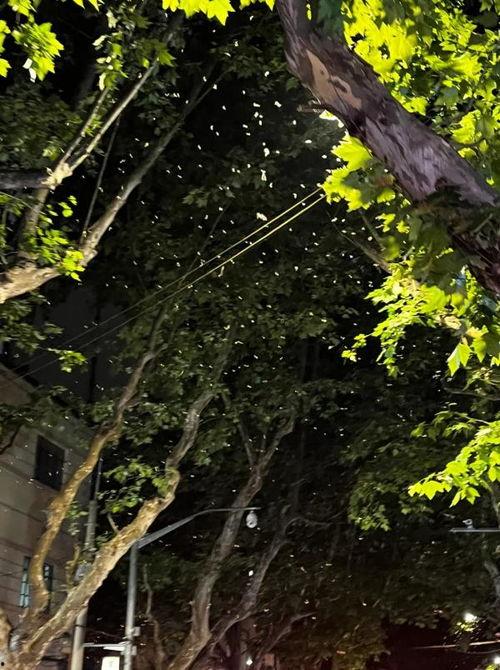 头条上海白蚁,如何有效防治？