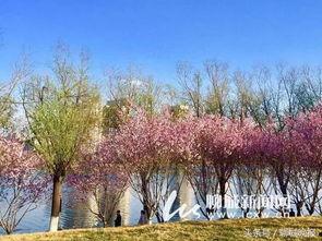 美人梅网红大道,赏花拍照，邂逅浪漫春日风景