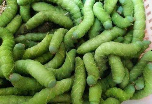 吃瓜抓虫过小暑,吃瓜抓虫趣事多