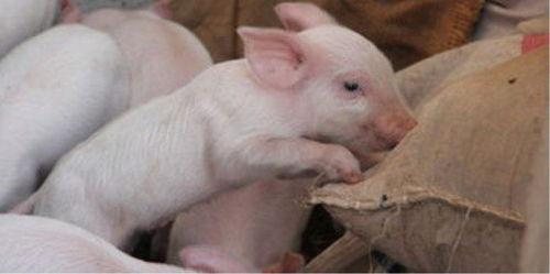 深圳今日头条小猪阿姨,温馨育儿故事，传递爱与智慧