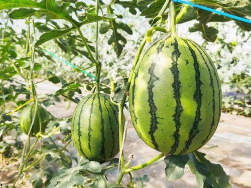 甜苏苏吃瓜,揭秘娱乐圈那些不为人知的幕后故事